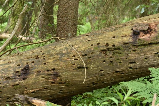 Boubínský prales vydal další tajemství. Výskyt vzácných druhů hub souvisí se způsobem smrti stromů