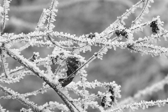 Meteorologové varují před mrazy. Mohou poškodit stromy!