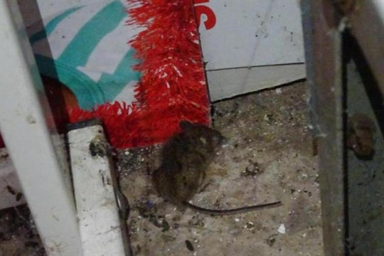 Šok v prodejně na Rokycansku. Inspektoři tam našli mrtvé hlodavce!