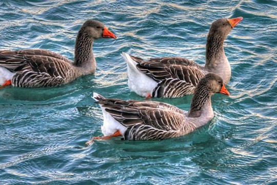 V přírodní rezervaci na Plzeňsku se objevila ptačí chřipka. Uhynulo osm racků