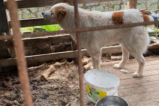 Bez vody a ve výkalech. Chovatelka nechala pasteveckého psa téměř zemřít!