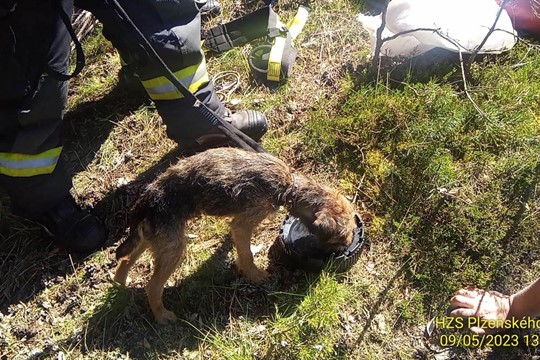 Ztracený pes téměř měsíc přežíval ve štole. Zachránila ho obrovská náhoda
