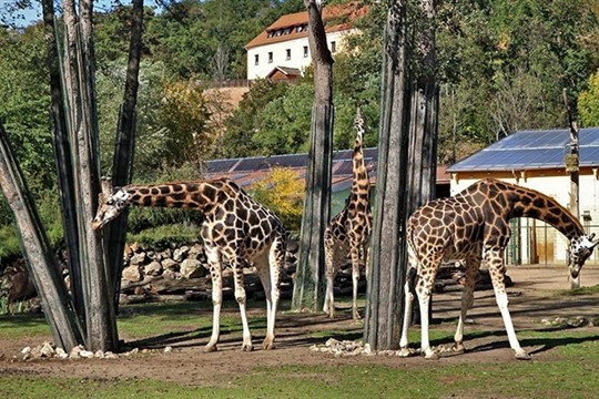 Plzeňská zoo získá nové pozemky, rozšíří se téměř o hektar!