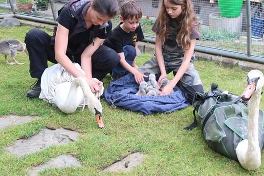 Labutí samec bránil svoji rodinu, postavil se do cesty vlaku