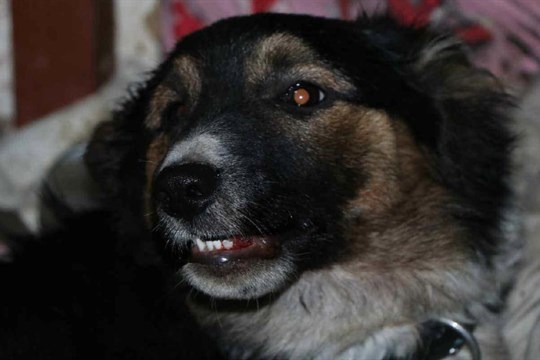 Mladý chovatel brutálně týral fenku, způsobil jí mnohočetná poranění