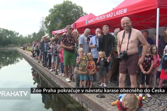 Zoo Praha pokračuje v návratu karase obecného do Česka