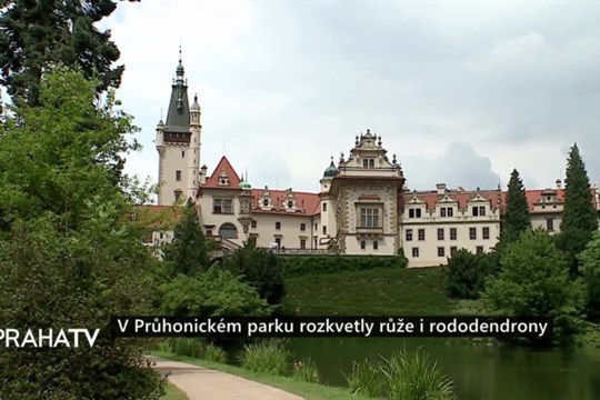 V Průhonickém parku rozkvetly růže i rododendrony