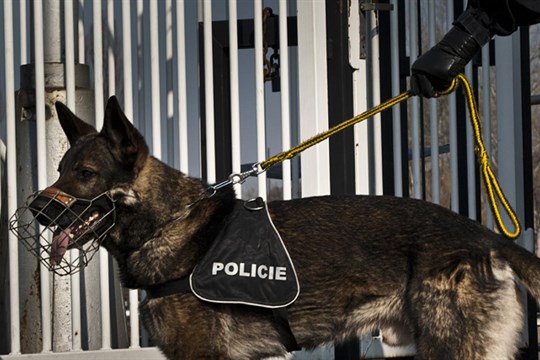 Dokáží najít drogy i vyhledat hořlaviny. V Plzeňském kraji slouží 74 policejních psů