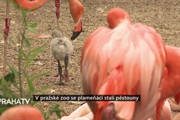 V pražské zoo se plameňáci stali pěstouny