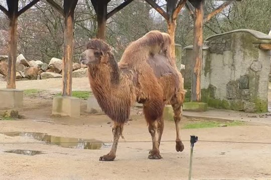 Do zoo a botanické stačí už jen jedna vstupenka