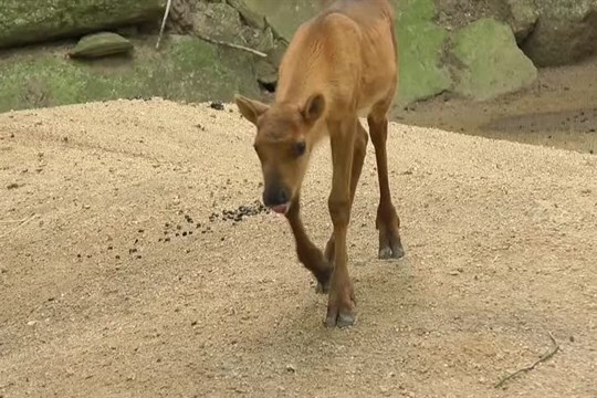 Liberecká zoo hlásí nové přírůstky