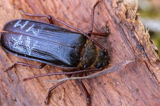 Monitoring potvrdil: Jeden z nejvzácnějších brouků Evropy je na Šumavě doma