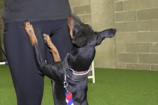 Medaile z šampionátu v agility si odnesli i Češi