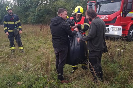 V hnízdě sršní asijských, objeveném v Plzni, bylo asi 100 trubců a pět královen