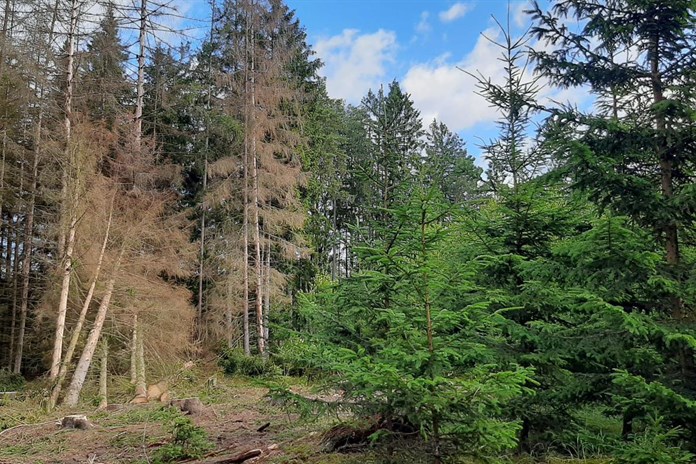 Kůrovec v rokycanských lesích je na ústupu, ukázalo satelitní snímkování