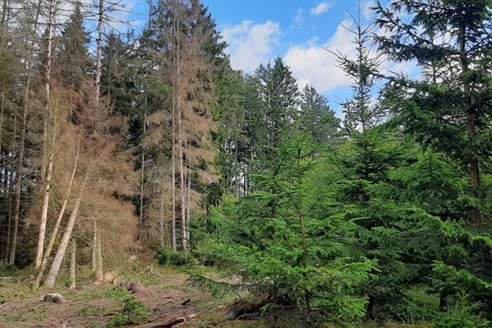 Kůrovec v rokycanských lesích je na ústupu, ukázalo satelitní snímkování