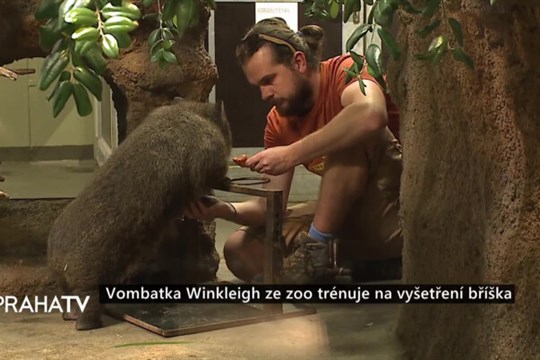 Vombatka Winkleigh ze zoo trénuje na vyšetření bříška