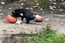 V Zoo začaly dýňové hody