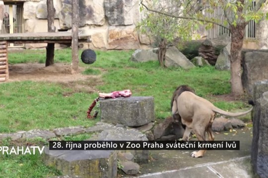 28. října proběhlo v Zoo Praha sváteční krmení lvů