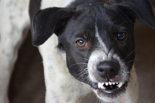 Policie obvinila majitele rotvajlerů, kteří v Holýšově potrhali jedenáctiletou dívku