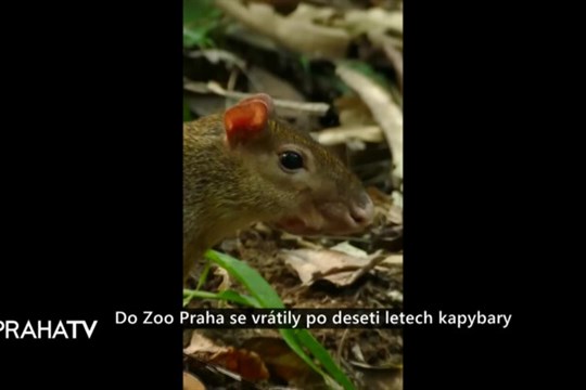 Do Zoo Praha se vrátily po deseti letech kapybary