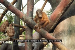 V pražské zoo se slavilo. Kawimu jsou tři roky