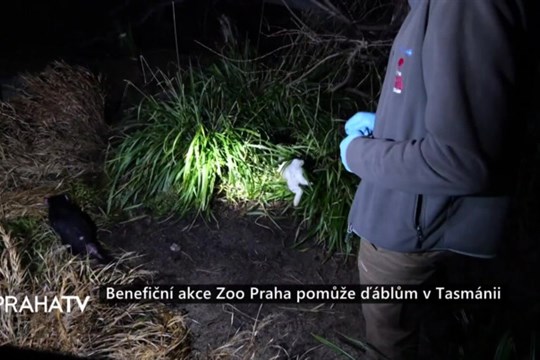 Benefiční akce Zoo Praha pomůže ďáblům v Tasmánii