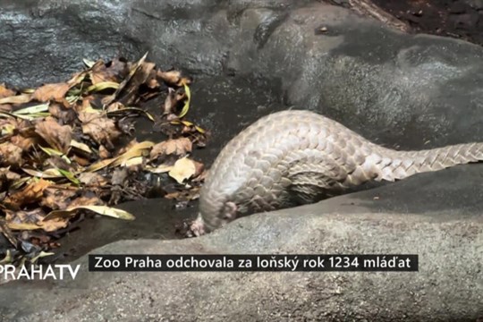 Zoo Praha odchovala za loňský rok 1234 mláďat