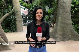 V Zoo Praha se narodilo gorilí mládě