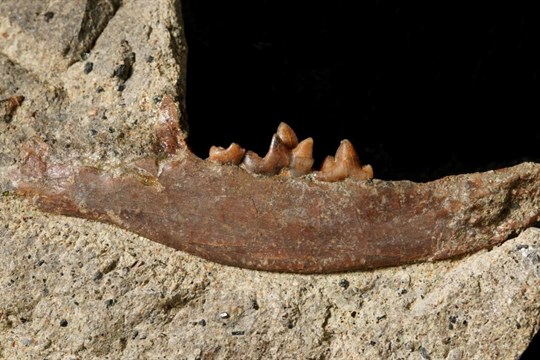 Unikátní nález! Čelist dosud neznámého druhu pravěké šelmy objevili paleontologové na Karlovarsku