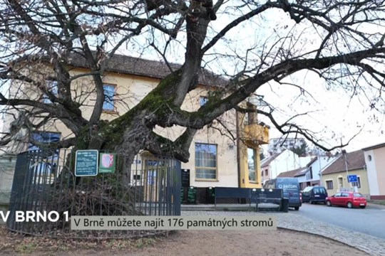 V Brně můžete najít 176 památných stromů