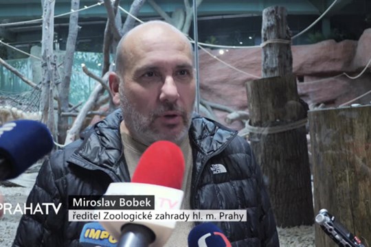Gorilí samička z pražské zoo dostala jméno Mobi