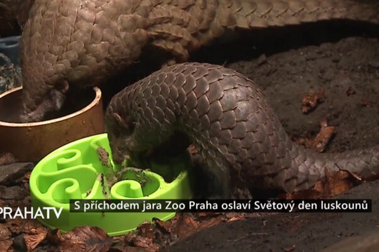 S příchodem jara Zoo Praha oslaví Světový den luskounů