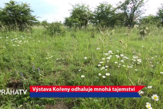 Výstava Kořeny odhaluje mnohá tajemství