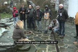 Tučňák Karlík z pražské zoo slaví 30 let