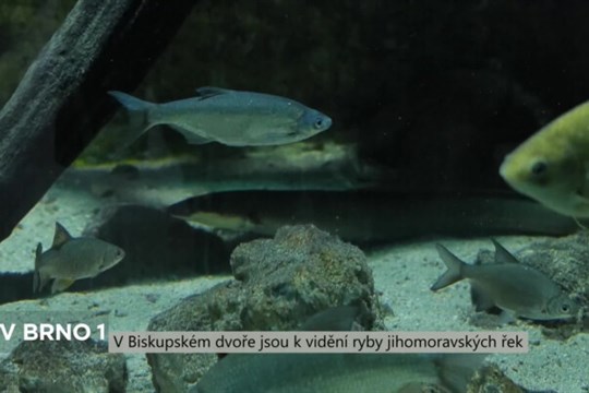 V Biskupském dvoře jsou k vidění ryby jihomoravských řek