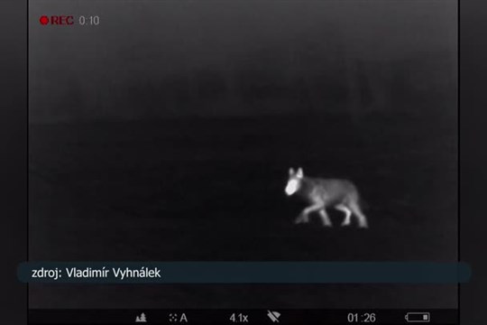 Na Tanvaldsku byli údajně spatřeni vlci
