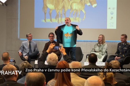 Zoo Praha v červnu pošle koně Převalského do Kazachstánu
