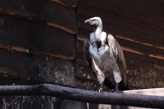 Liberecká Zoo chová vzácné supy africké