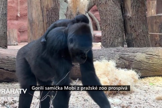Gorilí samička Mobi z pražské zoo prospívá