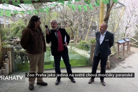 Zoo Praha jako jediná na světě chová morčáky paranské