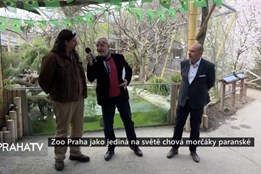 Zoo Praha jako jediná na světě chová morčáky paranské