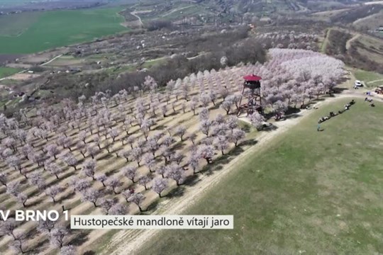 Hustopečské mandloně vítají jaro