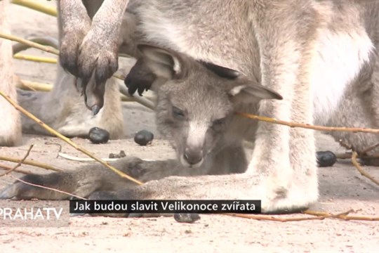 Jak budou slavit Velikonoce zvířata