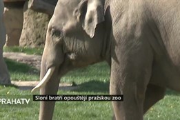 Sloní bratří opouštějí pražskou zoo