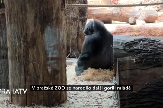 V pražské ZOO se narodilo další gorilí mládě