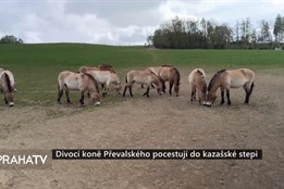 Divocí koně Převalského pocestují do kazašské stepi