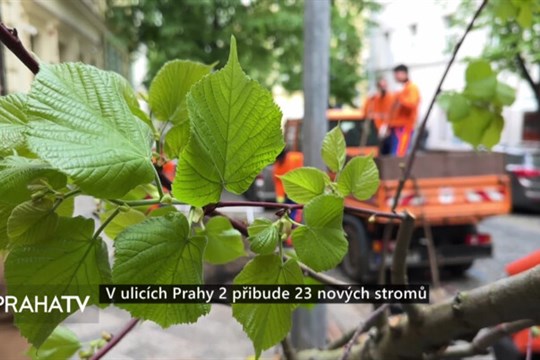 V ulicích Prahy 2 přibude 23 nových stromů