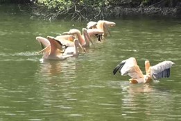 Liberecká zoo vypustila po zimě pelikány