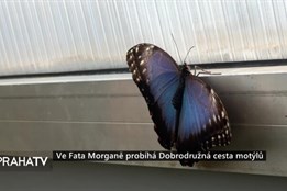 Ve Fata Morganě probíhá Dobrodružná cesta motýlů
